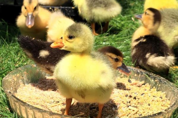 肉鹅的养殖方式，幼鹅的养殖温度保持在25-28℃