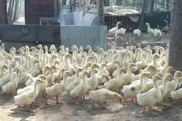 肉鹅的养殖方式，幼鹅的养殖温度保持在25-28℃
