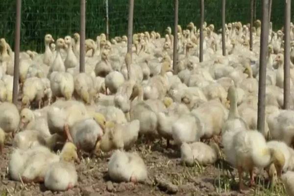 肉鹅的养殖方式，幼鹅的养殖温度保持在25-28℃