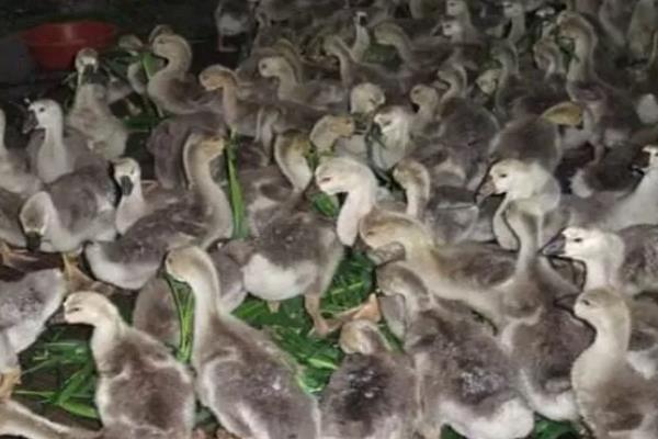 肉鹅的养殖方式，幼鹅的养殖温度保持在25-28℃