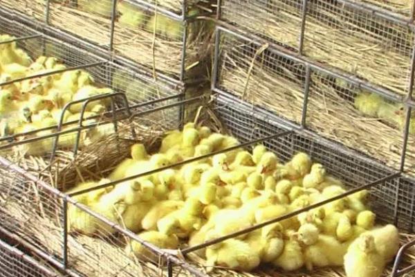 肉鹅的养殖方式，幼鹅的养殖温度保持在25-28℃