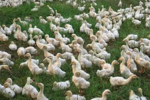 肉鹅的养殖方式，幼鹅的养殖温度保持在25-28℃