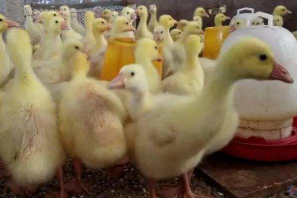 肉鹅的养殖方式，幼鹅的养殖温度保持在25-28℃