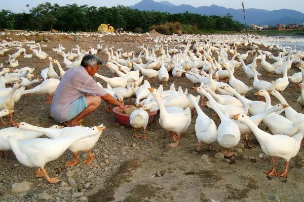 肉鹅的养殖方式，幼鹅的养殖温度保持在25-28℃