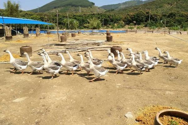 肉鹅的养殖方式，幼鹅的养殖温度保持在25-28℃