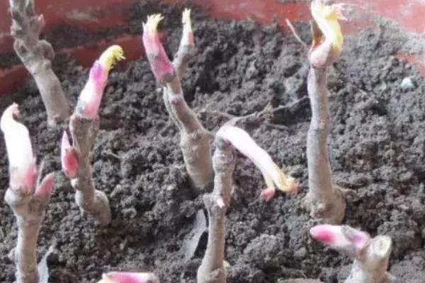 牡丹的繁殖方法，常用播种和分株这两种方式