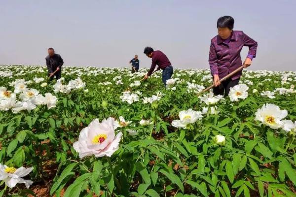 牡丹的繁殖方法，常用播种和分株这两种方式