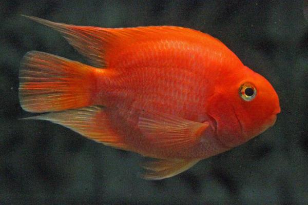 金刚鹦鹉鱼与普通鹦鹉鱼有什么区别，前者呈大红色、后者多为血红色