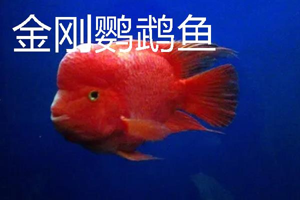 金刚鹦鹉鱼与普通鹦鹉鱼有什么区别，前者呈大红色、后者多为血红色
