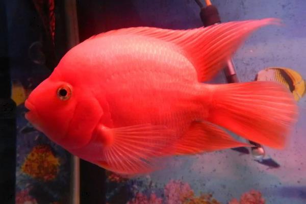 金刚鹦鹉鱼与普通鹦鹉鱼有什么区别，前者呈大红色、后者多为血红色
