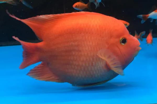 金刚鹦鹉鱼与普通鹦鹉鱼有什么区别，前者呈大红色、后者多为血红色