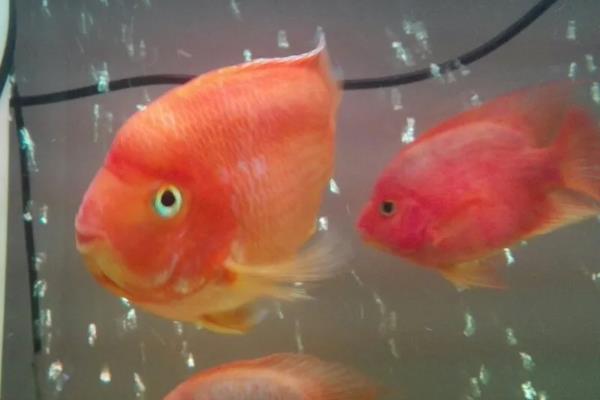 金刚鹦鹉鱼与普通鹦鹉鱼有什么区别，前者呈大红色、后者多为血红色