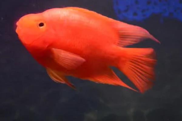 金刚鹦鹉鱼与普通鹦鹉鱼有什么区别，前者呈大红色、后者多为血红色