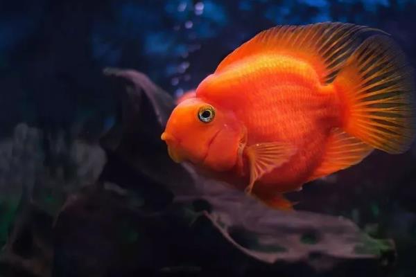 金刚鹦鹉鱼与普通鹦鹉鱼有什么区别，前者呈大红色、后者多为血红色