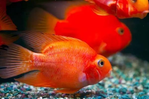 金刚鹦鹉鱼与普通鹦鹉鱼有什么区别，前者呈大红色、后者多为血红色