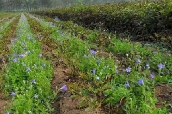 桔梗的简介，花朵单生叶片全部轮生