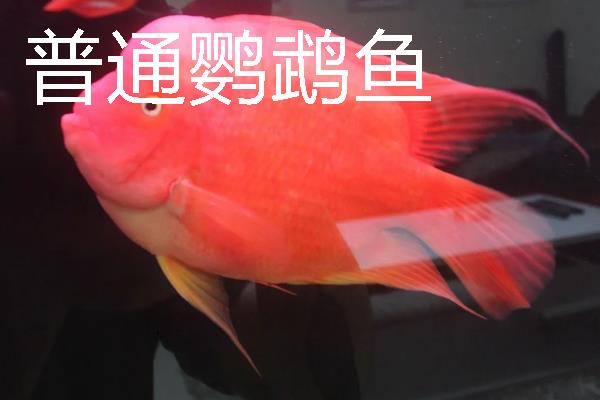 金刚鹦鹉鱼与普通鹦鹉鱼有什么区别，前者呈大红色、后者多为血红色