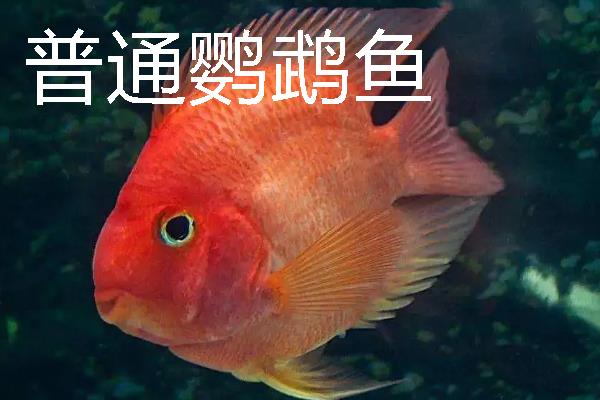 金刚鹦鹉鱼与普通鹦鹉鱼有什么区别，前者呈大红色、后者多为血红色