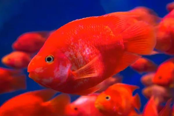 金刚鹦鹉鱼与普通鹦鹉鱼有什么区别，前者呈大红色、后者多为血红色