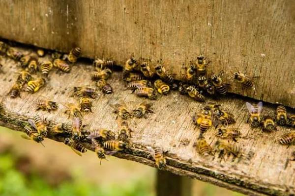 蜜蜂春繁的适宜温度,达到8℃以上才适合它们繁殖