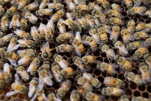 蜜蜂春繁的适宜温度,达到8℃以上才适合它们繁殖