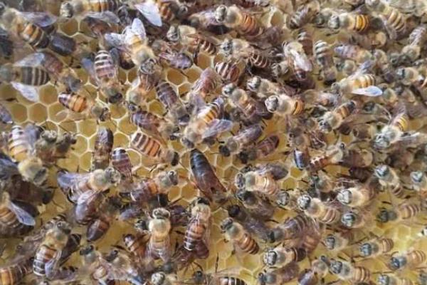 蜜蜂春繁的适宜温度,达到8℃以上才适合它们繁殖