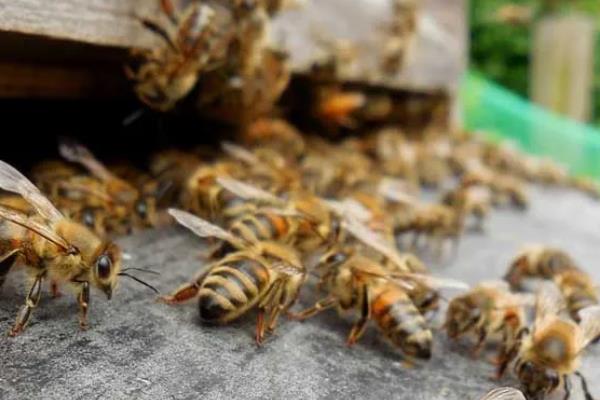 蜜蜂春繁的适宜温度,达到8℃以上才适合它们繁殖