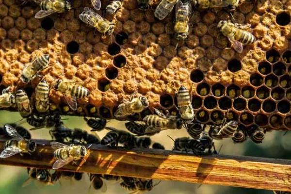 蜜蜂春繁的适宜温度,达到8℃以上才适合它们繁殖