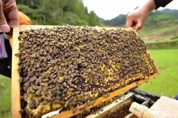 蜜蜂春繁的适宜温度,达到8℃以上才适合它们繁殖