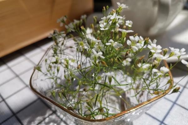 满天星的水养方法，春秋季节每隔3-5天换一次水
