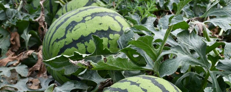 西瓜僵苗如何解决，视情况采取对应处理方法
