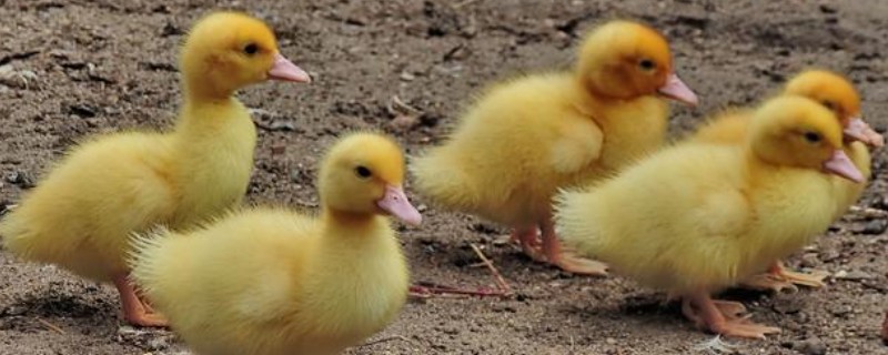 小鸭子为何站不起来，可能是患有软腿病所致