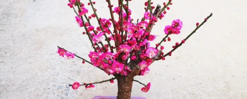 红梅的养殖方法,选用ph值在6-8之间的微碱性土壤