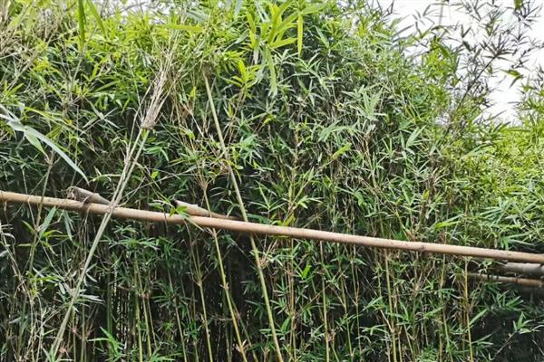 庭院竹子选哪些种类，推荐凤尾竹、米竹等
