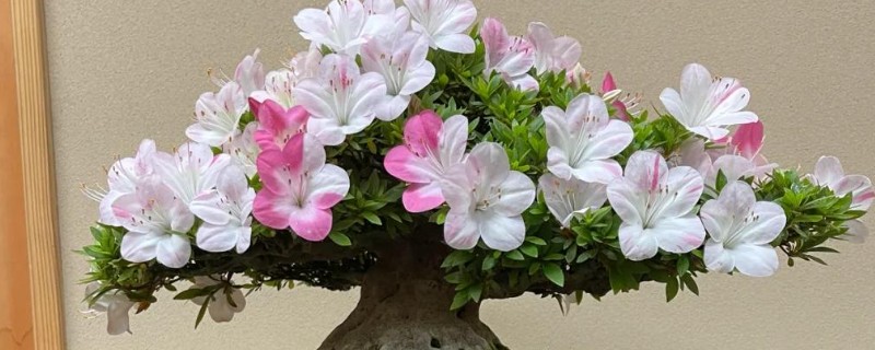 杜鹃花长花苞如何养殖，剪除开败的花朵可促进其它花蕾开放