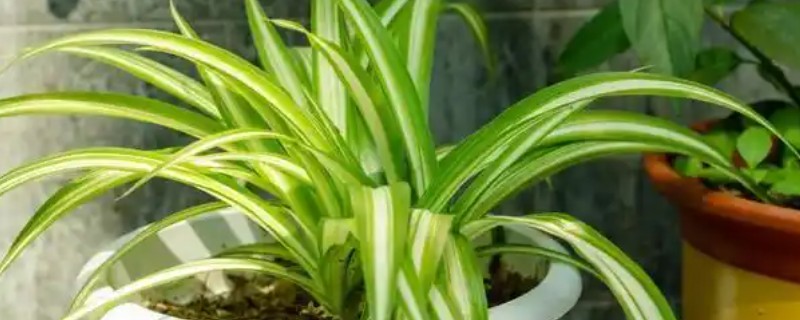 吊兰怎么繁殖,扦插最简单且成活率高