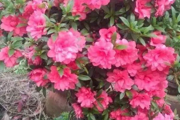 杜鹃花长花苞如何养殖，剪除开败的花朵可促进其它花蕾开放