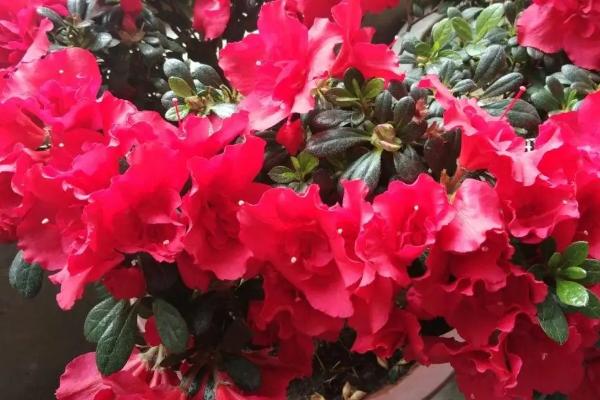 杜鹃花长花苞如何养殖，剪除开败的花朵可促进其它花蕾开放