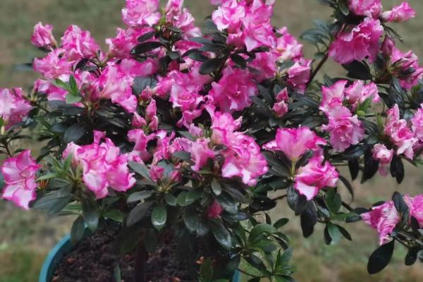杜鹃花长花苞如何养殖，剪除开败的花朵可促进其它花蕾开放