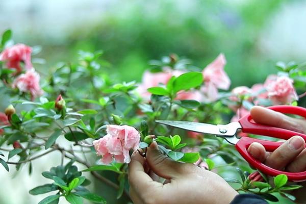 杜鹃花长花苞如何养殖，剪除开败的花朵可促进其它花蕾开放
