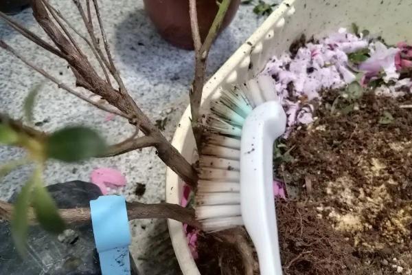 杜鹃花长花苞如何养殖，剪除开败的花朵可促进其它花蕾开放