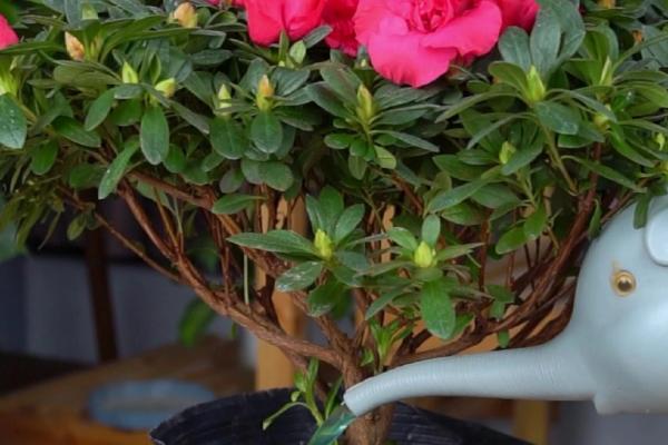 杜鹃花长花苞如何养殖，剪除开败的花朵可促进其它花蕾开放