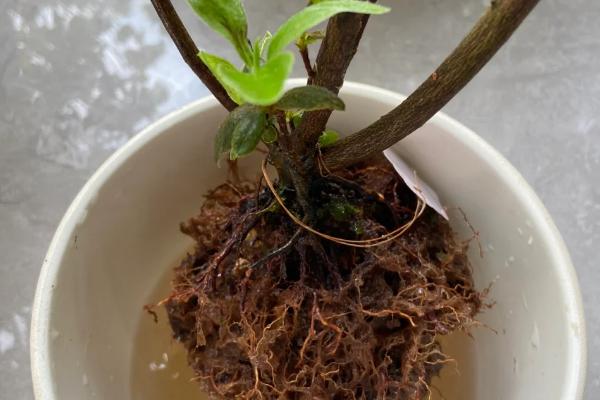 杜鹃花长花苞如何养殖，剪除开败的花朵可促进其它花蕾开放