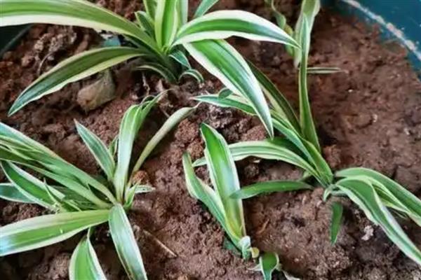 吊兰怎么繁殖，扦插最简单且成活率高