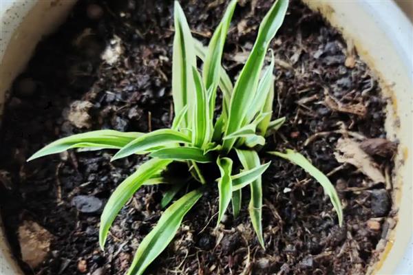 吊兰怎么繁殖，扦插最简单且成活率高