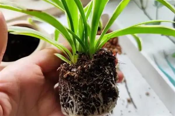 吊兰怎么繁殖，扦插最简单且成活率高