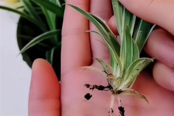 吊兰怎么繁殖，扦插最简单且成活率高