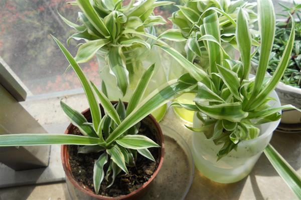 吊兰怎么繁殖，扦插最简单且成活率高