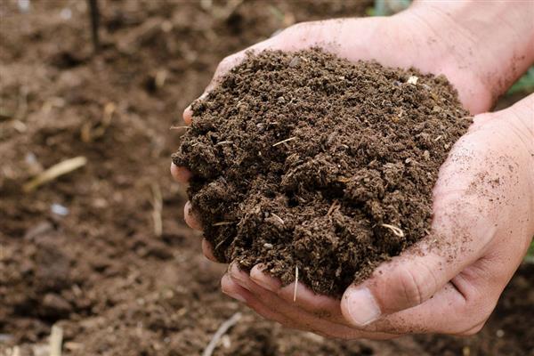 吊兰怎么繁殖，扦插最简单且成活率高