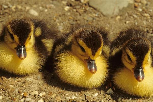 小鸭子为何站不起来，可能是患有软腿病所致